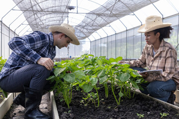 Gardener inspects and records quality of green lettuce in greenhouse cultivation. Horticulture...