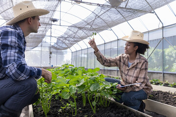 Gardener inspects and records quality of green lettuce in greenhouse cultivation. Horticulture...