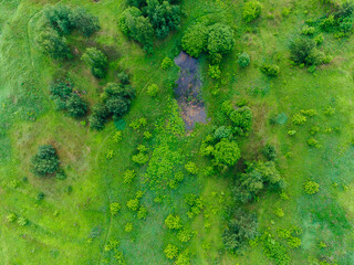 green moss background