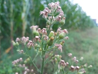 Dried Wild Flowers and Small Insects in the Morning