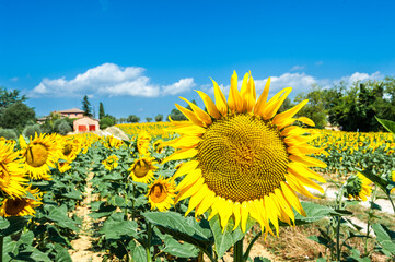 Toscana - Girasole / Tuscany Sunflowers
