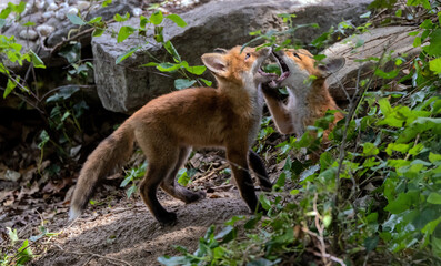 A pair of Red Fox kits at play