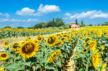Toscana - Girasole / Tuscany Sunflowers