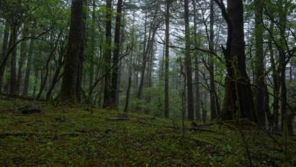 Obraz premium trees pine in the forest with foggy in wilderness mountain.