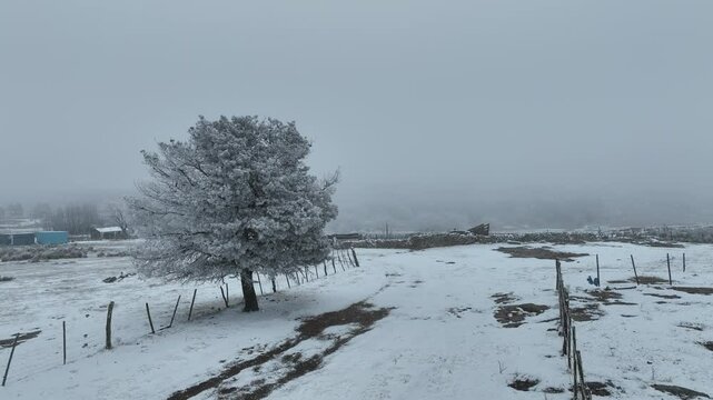 NIEVE