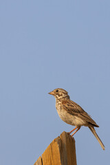 Song sparrow on a wooden pole