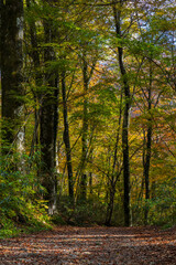 日本の風景・秋　世界遺産・白神山地　紅葉の十二湖