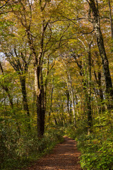 日本の風景・秋　世界遺産・白神山地　紅葉の十二湖