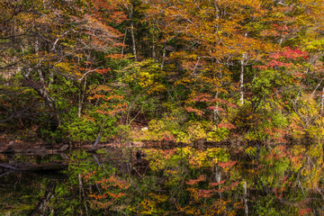 日本の風景・秋　世界遺産・白神山地　紅葉の十二湖　落口の池