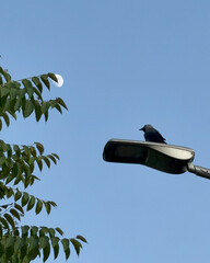 A stark and compelling image featuring a lone black crow silhouetted against a brilliant clear blue...