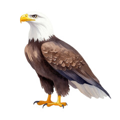 Fototapeta premium Majestic eagle with detailed feathers and striking colors, symbolizing strength and freedom