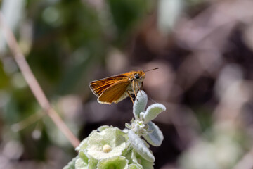 A brown butterfly (Carcharodus alceae) sitting on a flower close-up