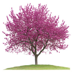 Obraz premium Redbud (Cercis canadensis) Tree - Vibrant redbud tree with pink blossoms on transparent background