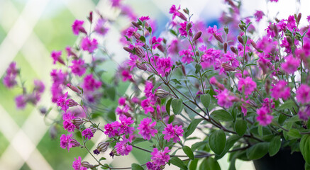 Close up of Pink Flowers of Silene 'Sibella Carmine'
