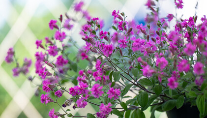 Close up of Pink Flowers of Silene 'Sibella Carmine'