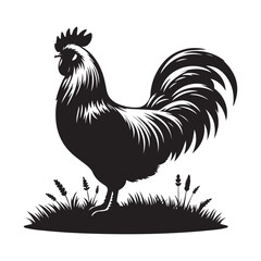 rooster isolated on white background