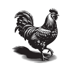 rooster isolated on white background