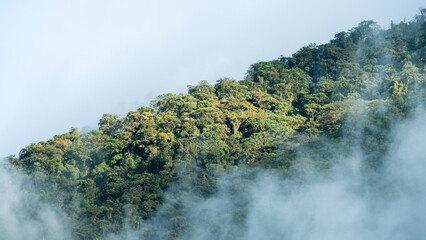 Dense green tropical forest covering a mountain slope with morning mist and soft light under a pale...