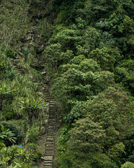 Wooden stairs ascending a steep mountain slope covered with dense green tropical cloud forest...