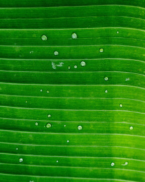 Close up of water droplets scattered across a vibrant green banana leaf with parallel veins.