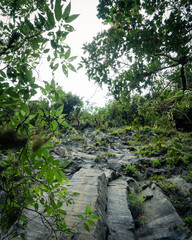 Basalt rock wall covered with small green plants viewed through branches and leaves of dense...