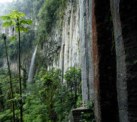Waterfall flowing beside tall vertical basalt cliffs surrounded by dense green rainforest trees and...