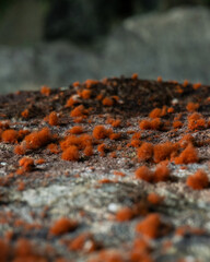 Close-up of red fuzzy fungus growing on rock in humid forest. Macro texture for nature backgrounds, science, documentaries, or educational materials.