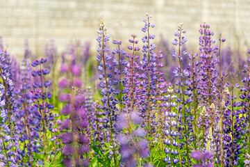 A colorful display of purple wildflowers stands tall in a sunny field against a neutral background,...