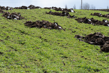 Workers have recently spread manure across a lush green field, promoting soil fertility while dark...