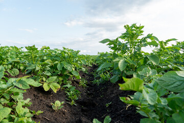 Rows of green potato plants flourish in a farm field, showcasing healthy leaves and rich soil under...