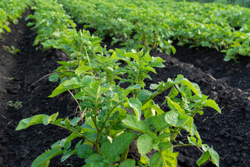 Green potato plants grow robustly in a fertile field, showcasing their vibrant leaves against rich, dark soil during the warm summer season