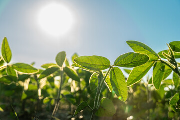 Lush soybean plants thrive under a bright sun in an expansive field, showcasing vibrant green leaves and healthy growth during the warm growing season