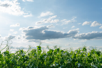 Bean plants flourish in a green field, adorned with delicate white flowers, as fluffy clouds drift...