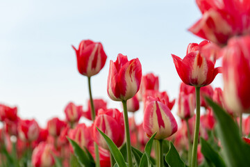Colorful tulips bloom rhythmically across a sprawling field, showcasing red and white petals against a bright blue sky, capturing the essence of spring