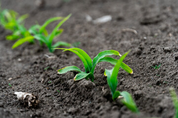 Rows of young corn plants emerge from the nutrient-rich soil, showcasing bright green leaves. The cultivation process is underway in a sunlit environment, indicating growth