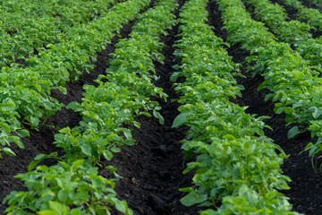 Healthy potato plants thrive in straight, organized rows on a farm field. The vibrant green foliage...
