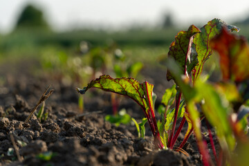 Bright green and red beet leaves rise from the rich brown soil under the warm afternoon sun,...