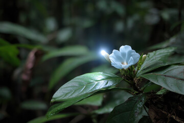 minimalist photograph of single natural object positioned on left set against dense rainforest in algeria