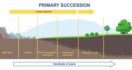 Primary succession and ecological growth process. Stages of formation of organic matter or flora. Educational Infographics with timeline for books. Nature and Biosphere. Flat graphic animated cartoon