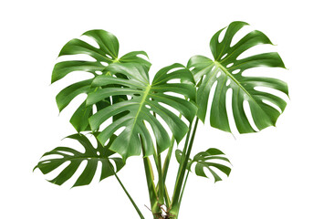 A vibrant green monstera plant with large leaves isolated on transparent background