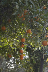 Árbol de naranjas con frutos maduros entre hojas verdes bajo luz natural