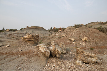 Petrified Forest at Theodore Roosevelt National Park, North Dakota