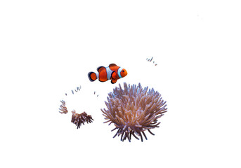 An orange clownfish swims near a pale pink sea anemone isolated on transparent background