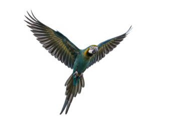 A vibrant blue and green macaw parrot in flight, its wings spread wide, isolated on transparent background