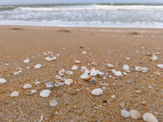 Discover the beauty of seashells scattered along the shoreline. Each shell tells a unique story of its journey through the ocean, shaped by the tides and home to fascinating invertebrates.