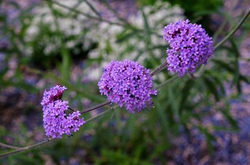 purple flowers in the garden