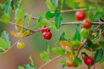 cherries on a tree