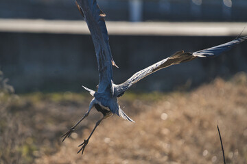 Great heron takes flight