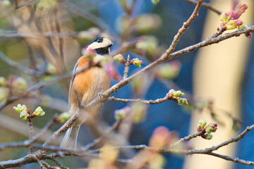 Varied tit with spring buds
