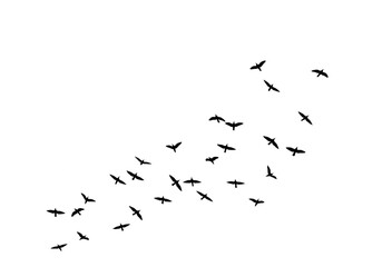 A flock of birds in silhouette flying across a white background, isolated on transparent background